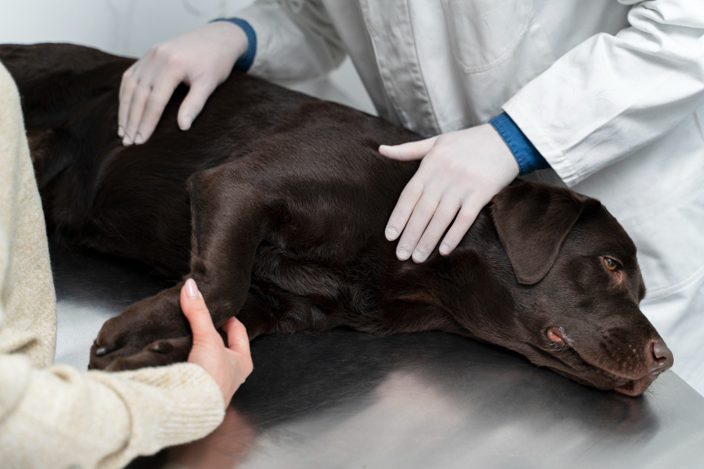 euthanasier un chien